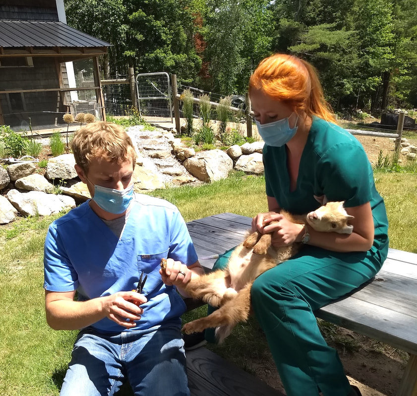  Adrien and Shayna clipping the hoofs of a baby goat. Photo by Janina Lamb