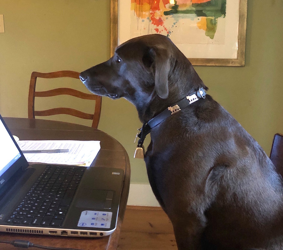 The Gallery’s CCO (Chief Canine Officer) hard at work. 