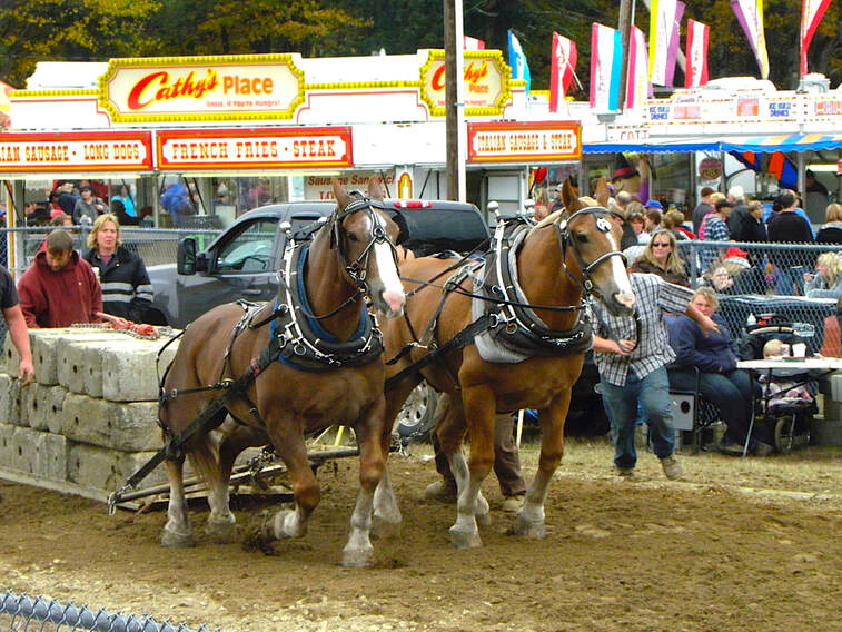horses at the Sandwich Fair